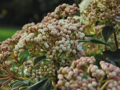Spring flower buds on Viburnum 'Eve Price'.
