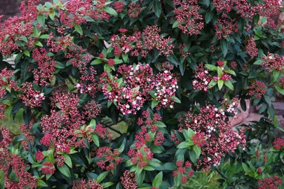 Viburnum Eve Price plant with pink flower buds above lush, dark green foliage.