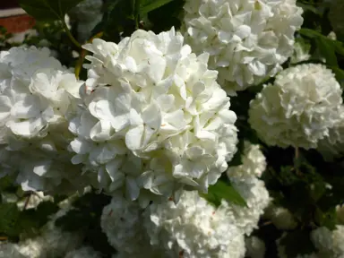 viburnum-opulus-roseum-4