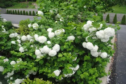 viburnum-opulus-roseum-5