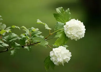 Viburnum opulus white flowers on a stem.