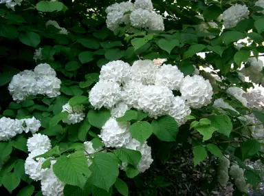 viburnum-plicatum--4