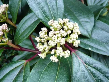 viburnum-davidii-male-