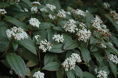 viburnum-davidii-male-1