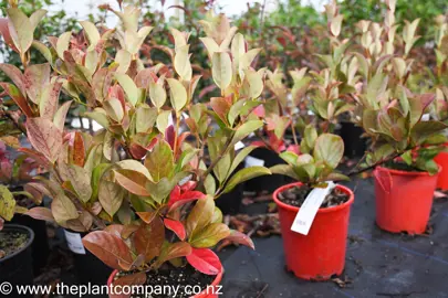 viburnum-dense-fence-5