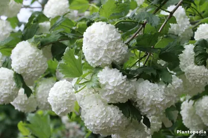 viburnum-opulus-sterile-