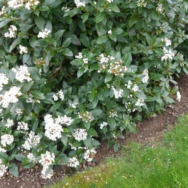 viburnum-tinus-