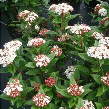 viburnum-tinus-3