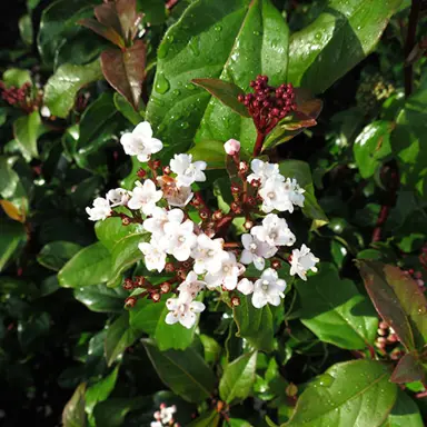 viburnum-emerald-beauty-3