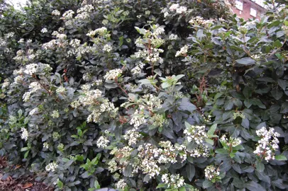 viburnum-eve-price-