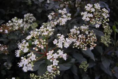 viburnum-eve-price-1