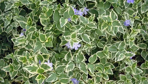 6 Variegated Vinca Vine Live Starter Plants – Indoor/Outdoor, Trailing Ground Cover, Pet Safe