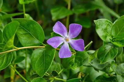 Vinca major plant with dark pink flowers.