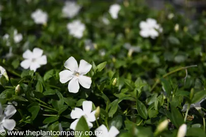 vinca-minor-white-2