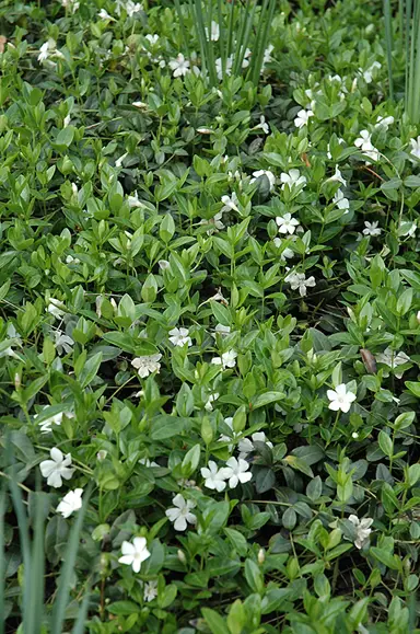 vinca-minor-white-4