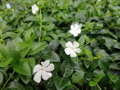 vinca-minor-white-5