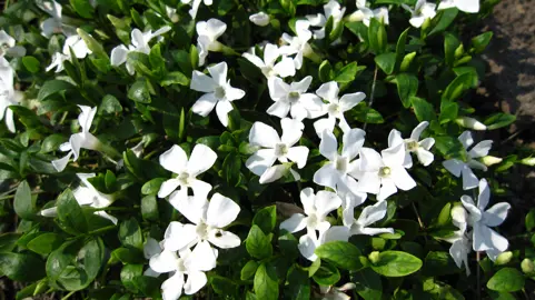 vinca-gertrude-jekyll-