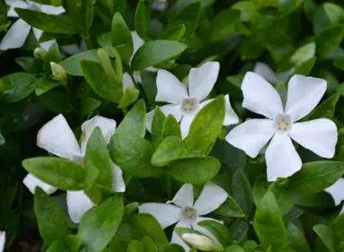 vinca-gertrude-jekyll-2