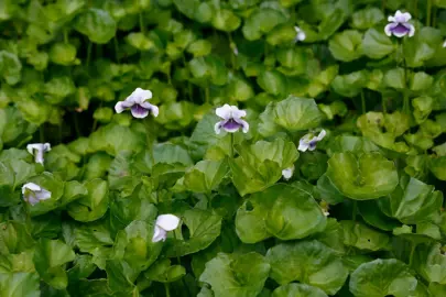 Viola hederacea plants with elegant blue flowers and lush, green foliage.