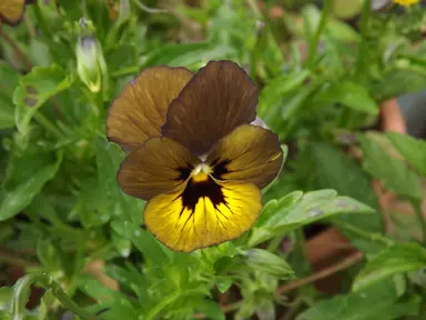 Viola 'Irish Molly' brown and yellow flower above lush, green foliage.