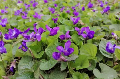 Viola odorata plants with lush green foliage and purple flowers.