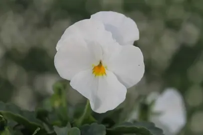 Viola 'Penny White' white flower.