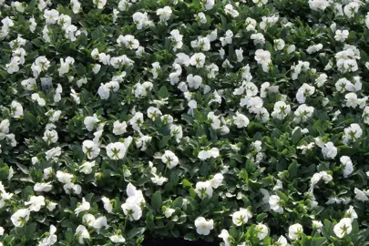 Viola 'Penny White' plants with lush green foliage and elegant white flowers for sale.