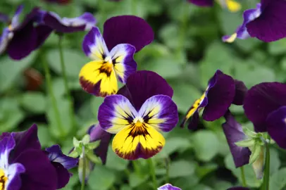 Viola 'Sorbet Midnight Glow' yellow and purple flower.
