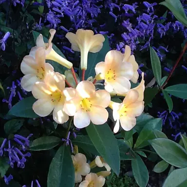 Rhododendron 'Just Peachy' elegant flowers above lush, dark green foliage.