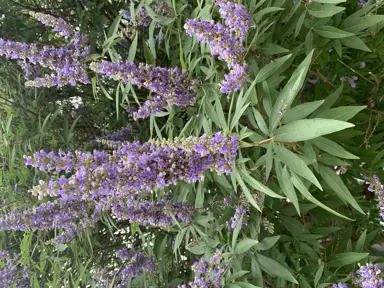 Vitex agnus castus large and showy blue flower spikes with lush green foliage.
