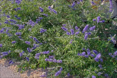 A Vitex agnus castus (Chaste tree) plant with showy blue flowers and green foliage.