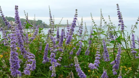 Vitex agnus castus with blue flowers and lush green foliage growing near the sea.