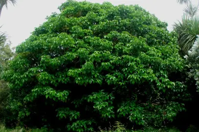 A large Vitex lucens (Puriri) tree with lush, green foliage.