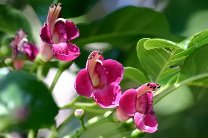Vitex lucens (Puriri) pink flowers.