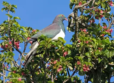 A NZ Wood Pigeon in a Vitex lucens (Puriri) tree.
