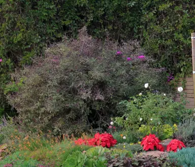 A large and colourful Vitex trifolia purpurea plant in a garden.