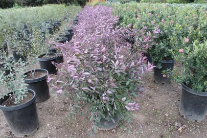 Vitex trifolia purpurea plants in a pot for sale.
