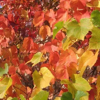 Vitis amurensis Alicante Bouchet colourful foliage.