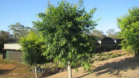 Waterhousea floribunda tree.