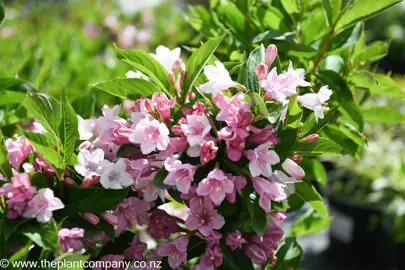 weigela-apple-blossom--1