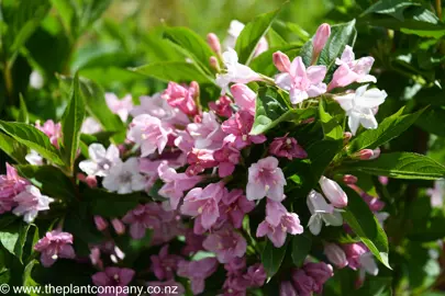 weigela-apple-blossom--2