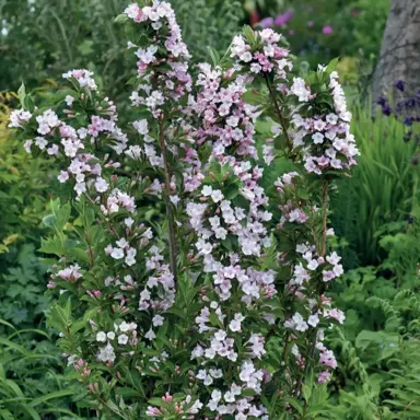 weigela-apple-blossom--3