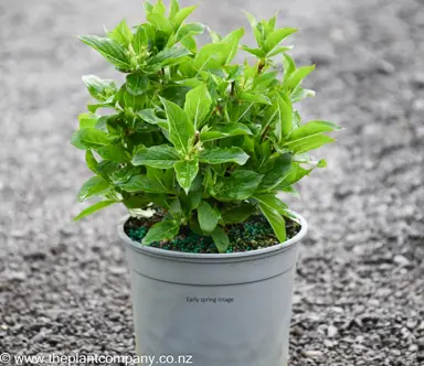 Weigela 'Apple Blossom' plant for sale at The Plant Company nursery in early spring.