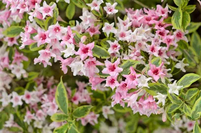 weigela-florida-variegata-