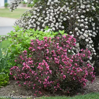 weigela-wine-and-roses-4