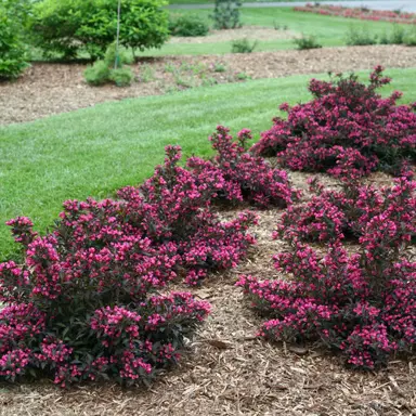 weigela-wine-and-roses-5