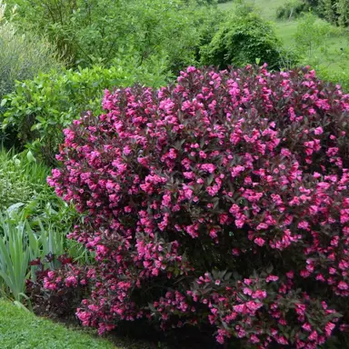 weigela-wine-and-roses-6