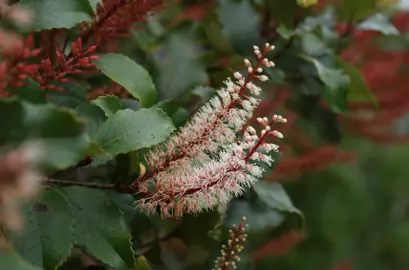 Weinmannia racemosa (Kamahi) red flower buds and pink flowers with lush, dark green foliage.