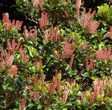 Weinmannia racemosa (Kamahi) tree with dense foliage and pink flowers.
