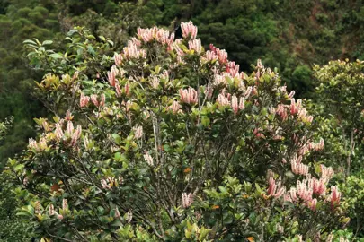 Weinmannia racemosa tree with lush foliage and pink flowers.